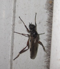 Bibio articulatus