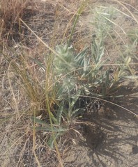 Oreocarya leucophaea