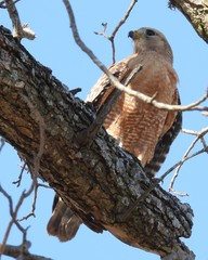 Buteo lineatus