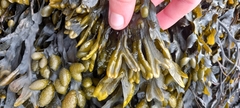 Fucus ceranoides