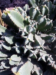 Euphorbia resinifera