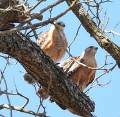 Buteo lineatus