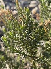 Senecio bracteolatus