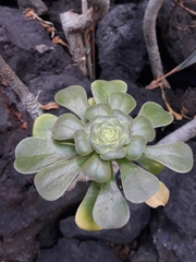 Aeonium undulatum