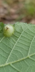 Phylloxera pilosula