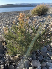 Senecio bracteolatus