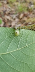 Phylloxera pilosula