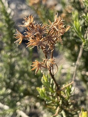 Senecio bracteolatus