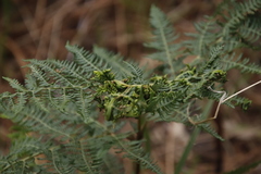 Eriophyes quadrifidus