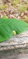Phylloxera pilosula