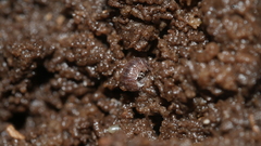 Miktoniscus
