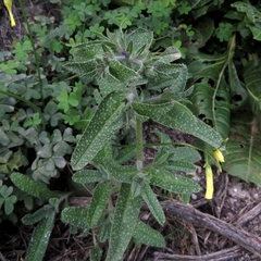 Echium creticum