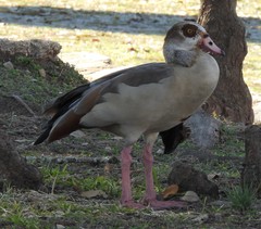 Alopochen aegyptiaca