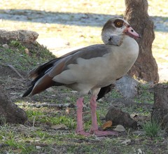Alopochen aegyptiaca