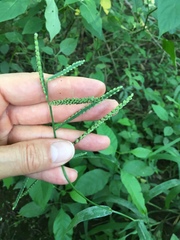 Paspalum pubiflorum pubiflorum