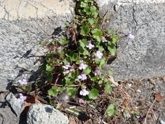 Cymbalaria muralis