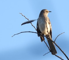 Mimus polyglottos