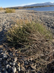 Senecio bracteolatus