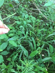 Paspalum pubiflorum pubiflorum