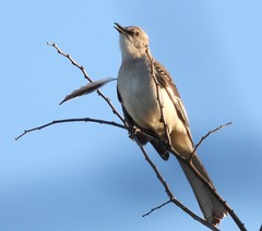 Mimus polyglottos