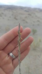 Elymus lanceolatus lanceolatus