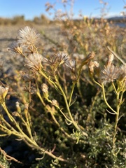 Senecio bracteolatus