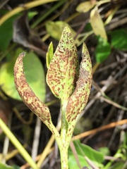 Puccinia vincae