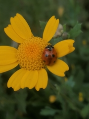 Coccinella septempunctata