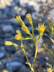 Senecio bracteolatus