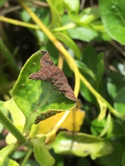 Puccinia vincae
