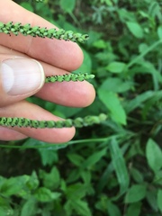 Paspalum pubiflorum pubiflorum