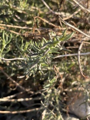 Senecio bracteolatus