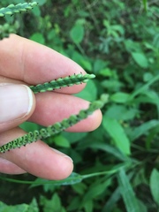Paspalum pubiflorum pubiflorum