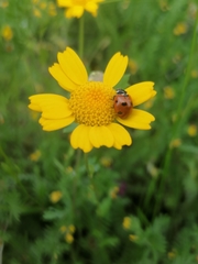 Coccinella septempunctata