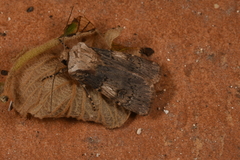 Agrotis puta