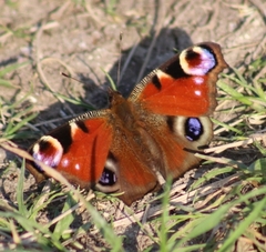 Aglais io
