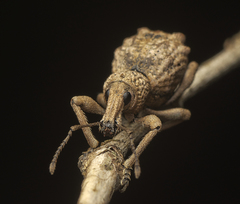 Leptopius tetraphysodes