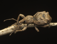 Leptopius tetraphysodes