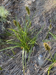 Carex macrocephala
