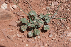 Eriogonum rotundifolium