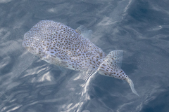 Chilomycterus reticulatus