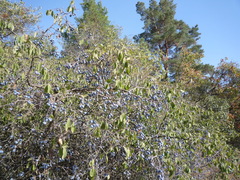 Prunus spinosa dasyphylla