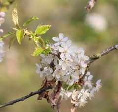 Prunus avium