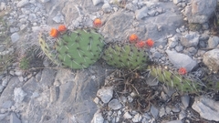 Opuntia stenopetala
