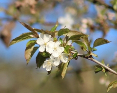 Prunus avium