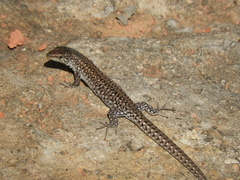 Podarcis carbonelli carbonelli