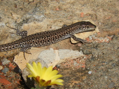 Podarcis carbonelli carbonelli