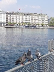 Columba livia domestica
