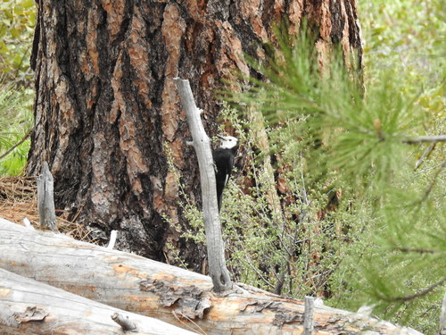 iNaturalist observation photo of White-headed Woodpecker