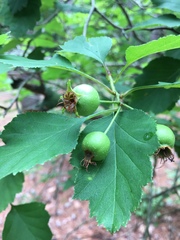 Crataegus marshallii